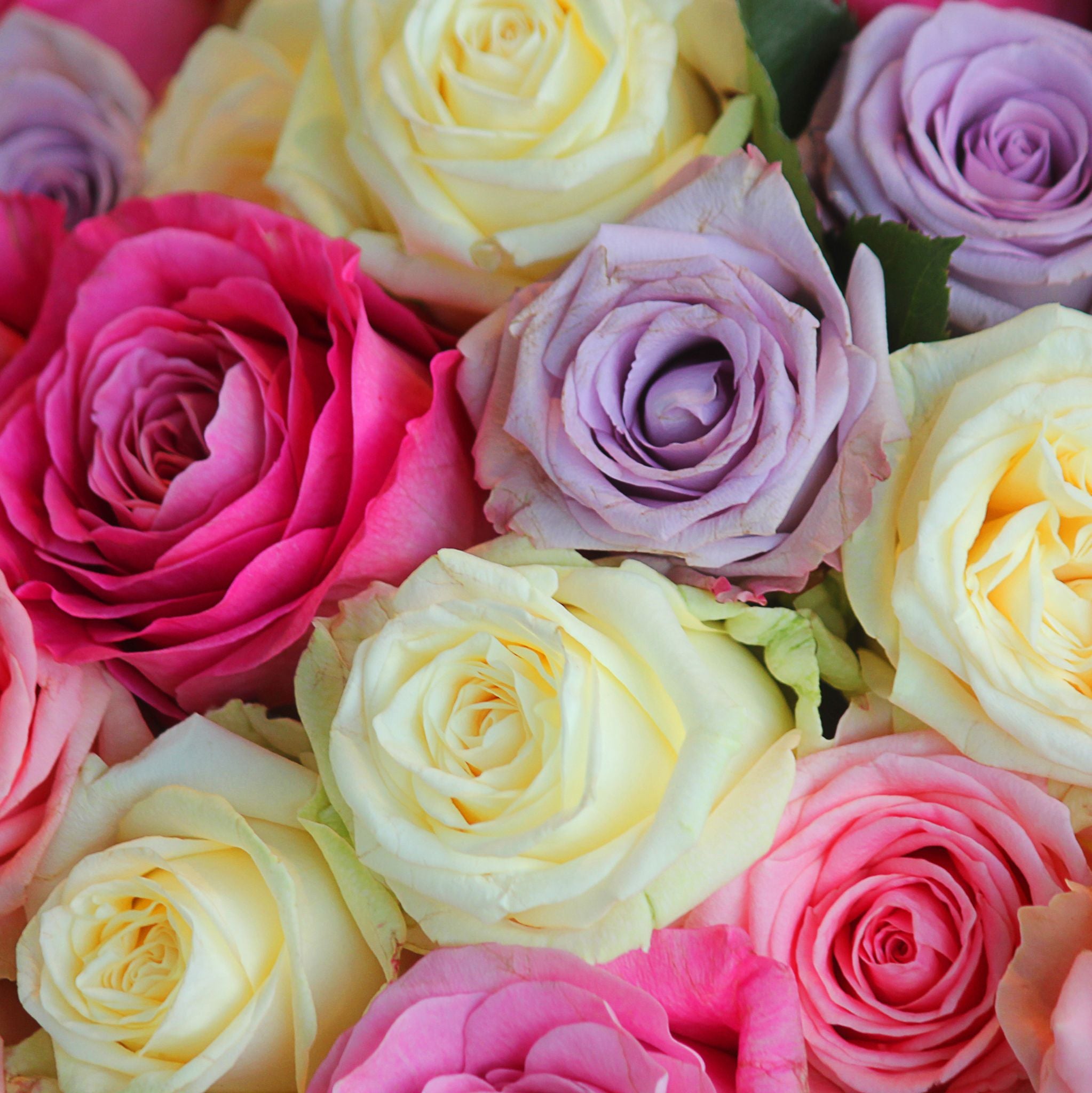 Rose Fragrance Oil