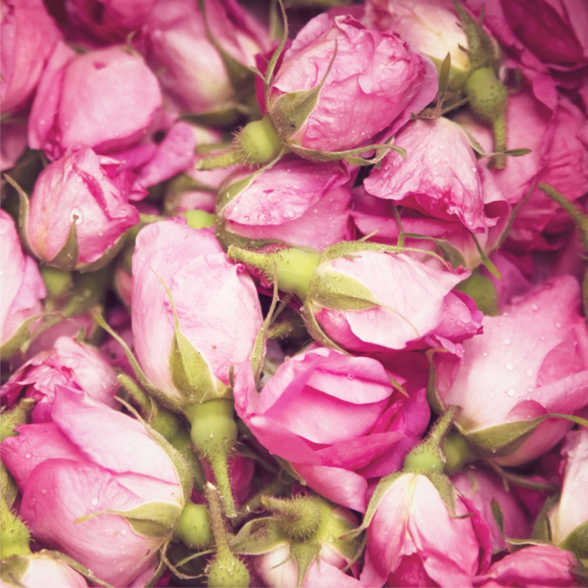 Rose Petals Powder