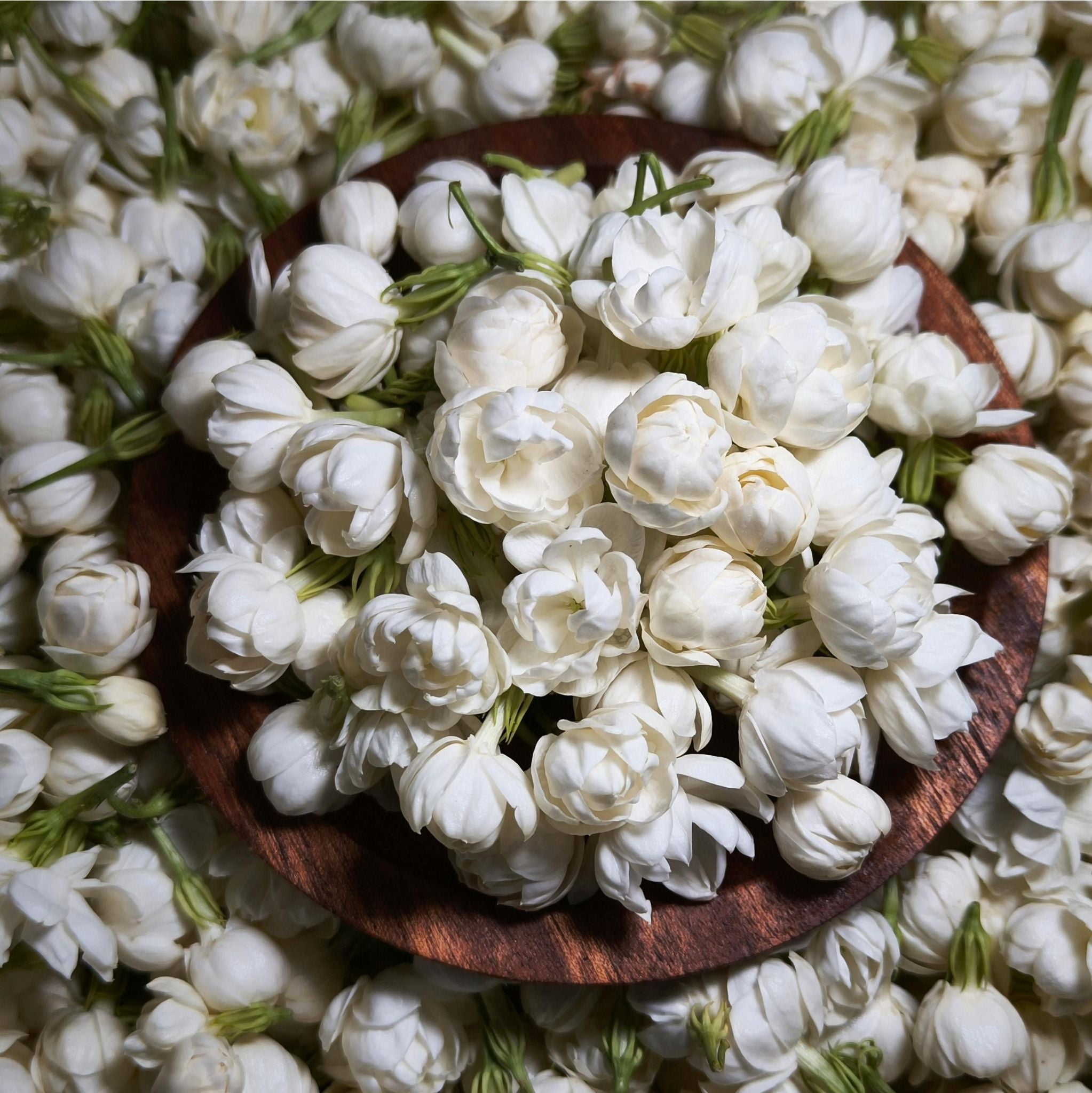 Jasmin (allergenarm) kosmetisches Duftöl