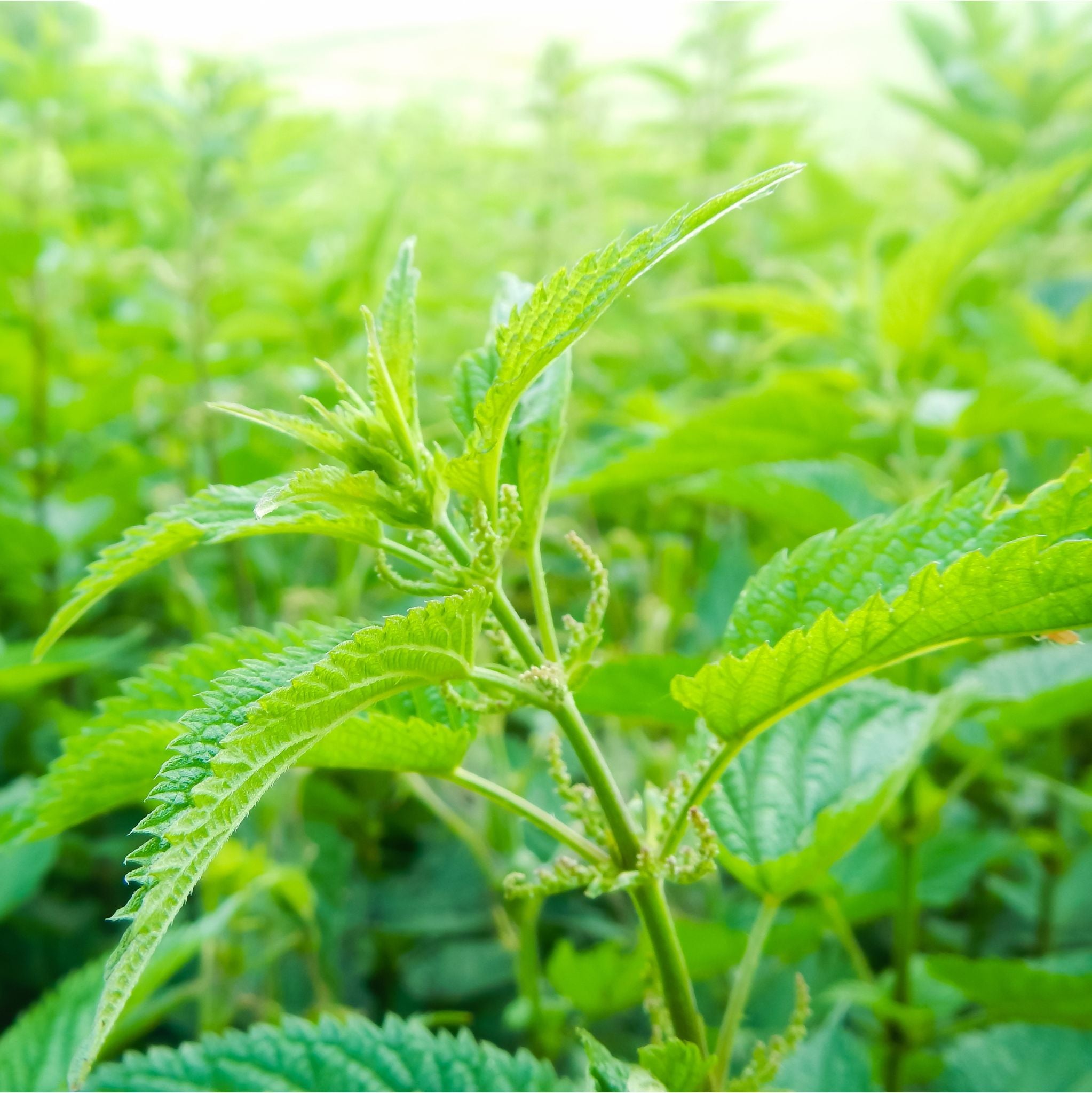 Nettle Powder