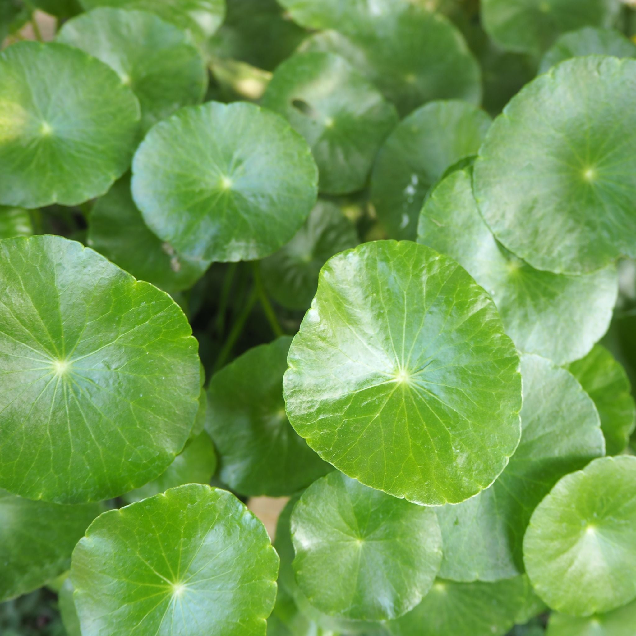 Centella Extrakt