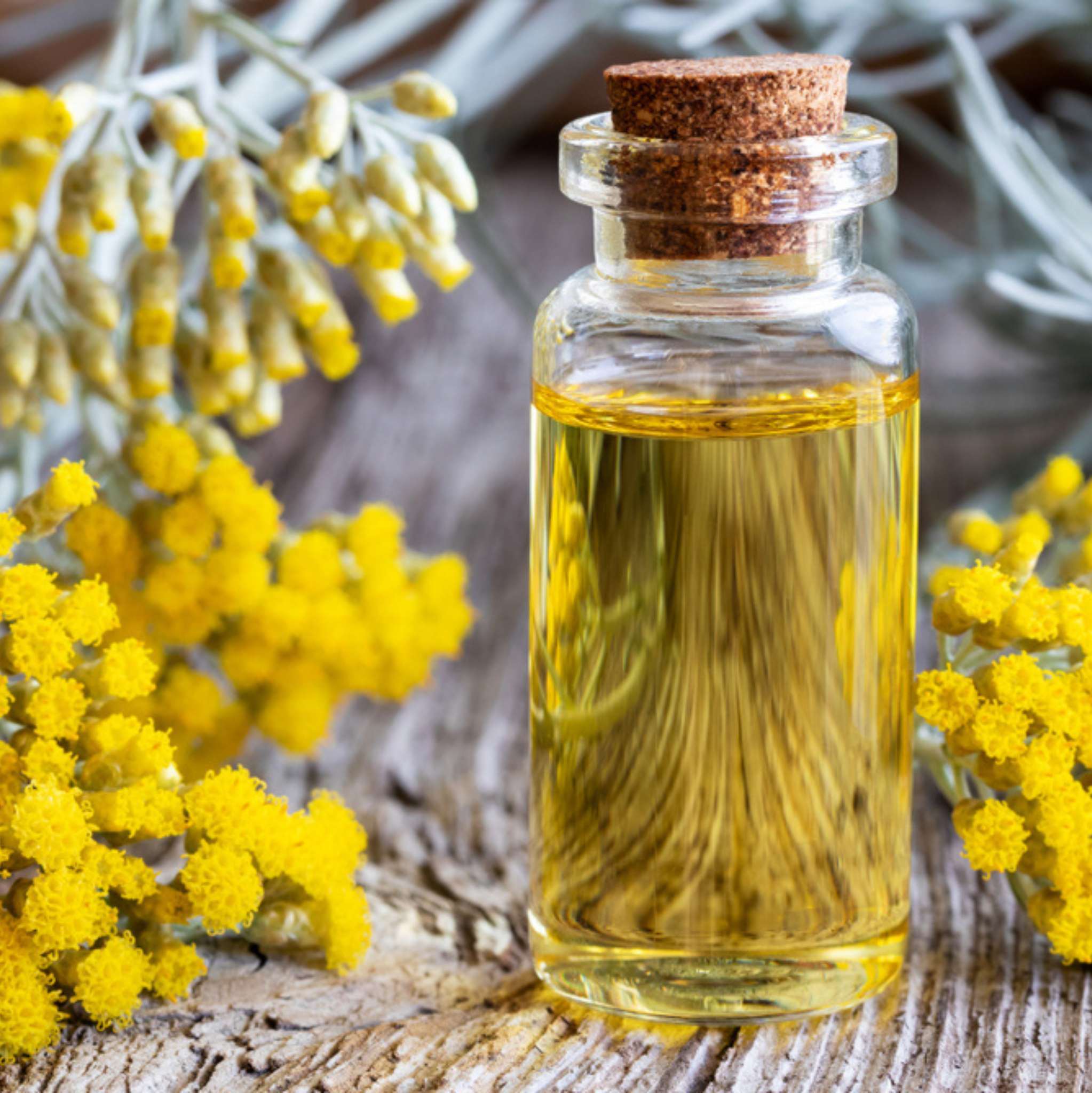 Immortelle *BIO 1  ml, ätherisches Öl
